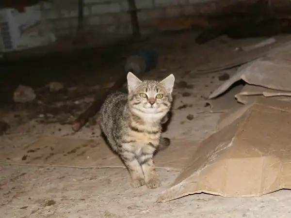 3 котенка с уч. хоз-ва 3 котенка с уч. хоз-ва