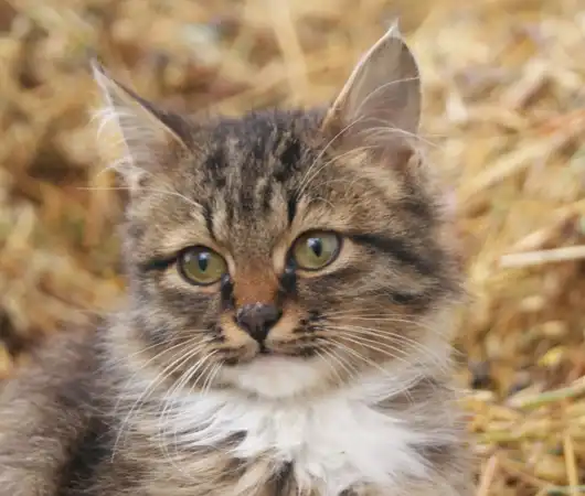 3 котенка с уч. хоз-ва 3 котенка с уч. хоз-ва