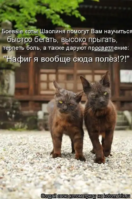 Лучшие котоматрицы недели Лучшие котоматрицы недели