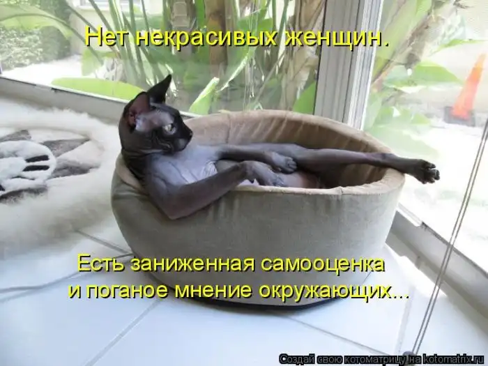 Лучшие котоматрицы недели Лучшие котоматрицы недели