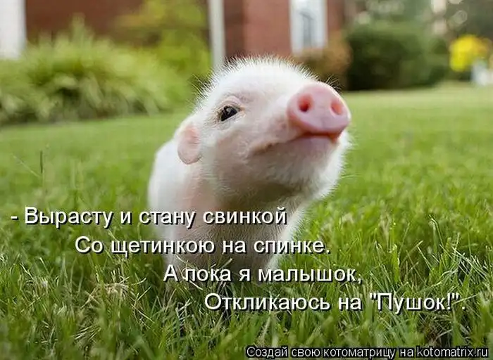 Лучшие котоматрицы недели Лучшие котоматрицы недели