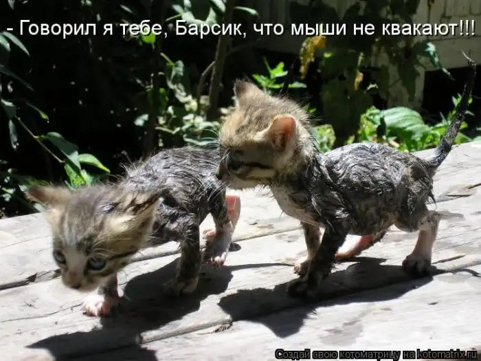 Лучшие котоматрицы недели Лучшие котоматрицы недели