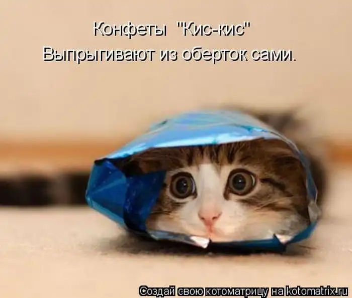 Лучшие котоматрицы недели Лучшие котоматрицы недели