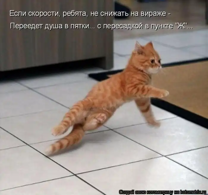 Лучшие котоматрицы недели Лучшие котоматрицы недели