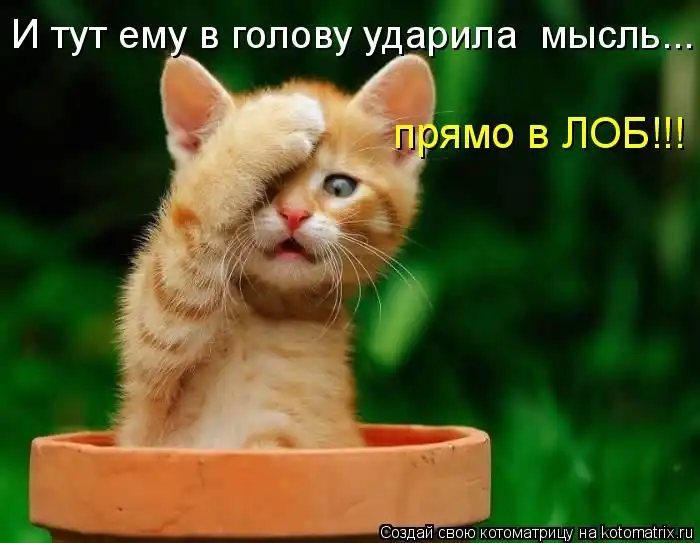 Лучшие котоматрицы недели Лучшие котоматрицы недели
