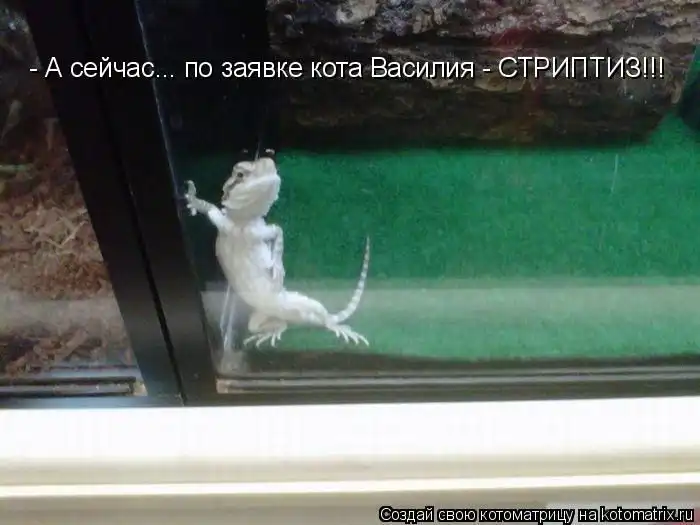 Лучшие котоматрицы недели Лучшие котоматрицы недели