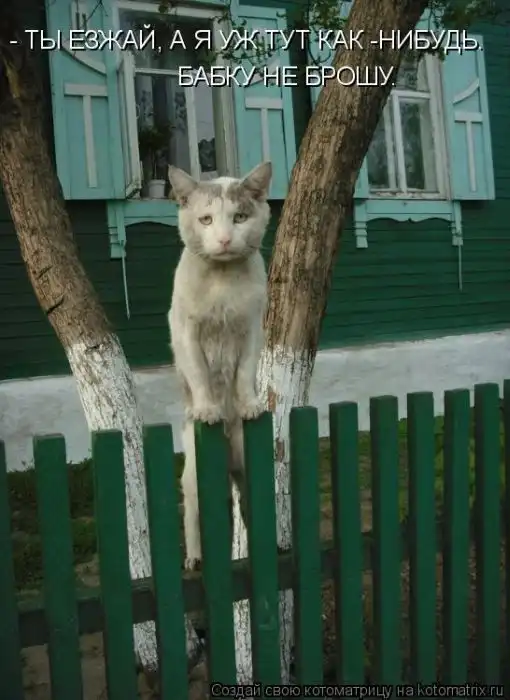 Лучшие котоматрицы недели Лучшие котоматрицы недели