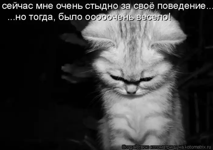 Лучшие котоматрицы недели Лучшие котоматрицы недели