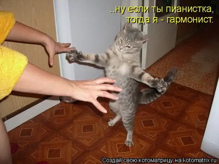 Лучшие котоматрицы недели Лучшие котоматрицы недели