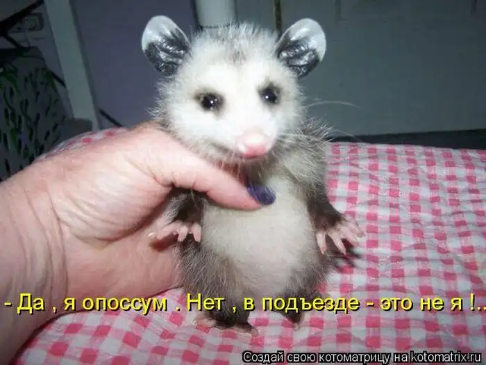Лучшие котоматрицы недели Лучшие котоматрицы недели