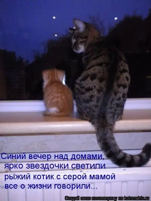 Лучшие котоматрицы недели Лучшие котоматрицы недели