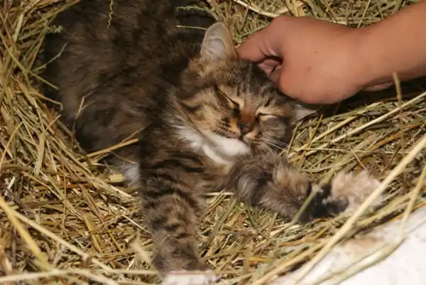 3 котенка с уч. хоз-ва