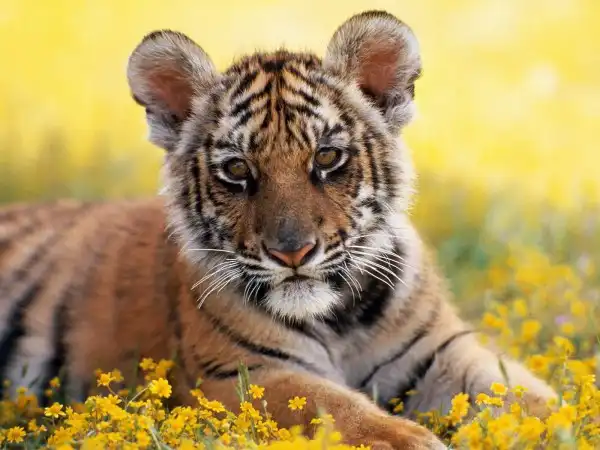 High Definition Wallpapers