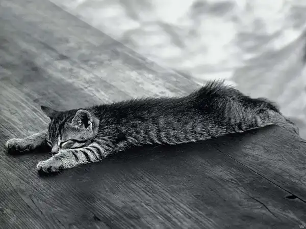 High Definition Wallpapers