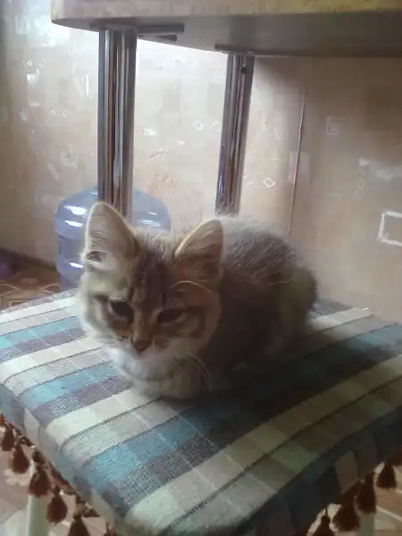 Отдам кысу