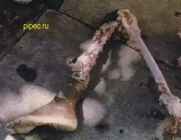 Жесть нах сами смотрите я не стал смотреть