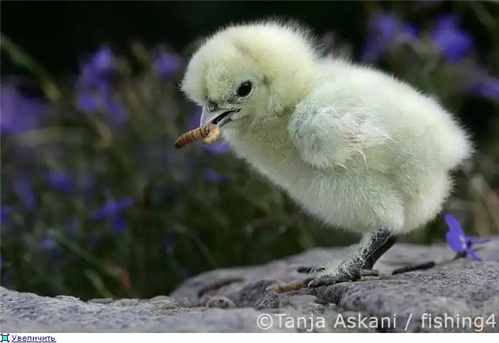 Tanja Askani. Живая природа Tanja Askani. Живая природа