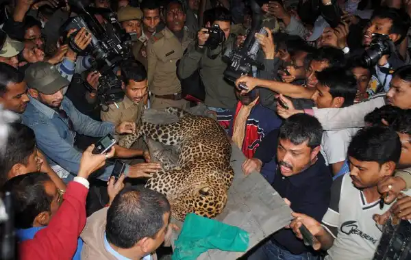 Леопард скальпировал горожанина в Индии