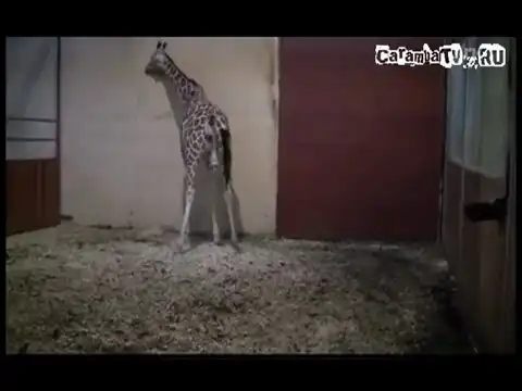 Как рожают жирафы