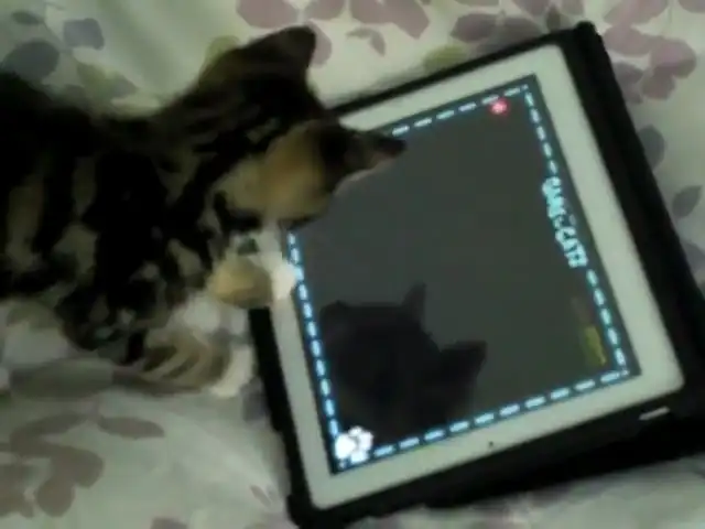 Котенок играет на iPad2