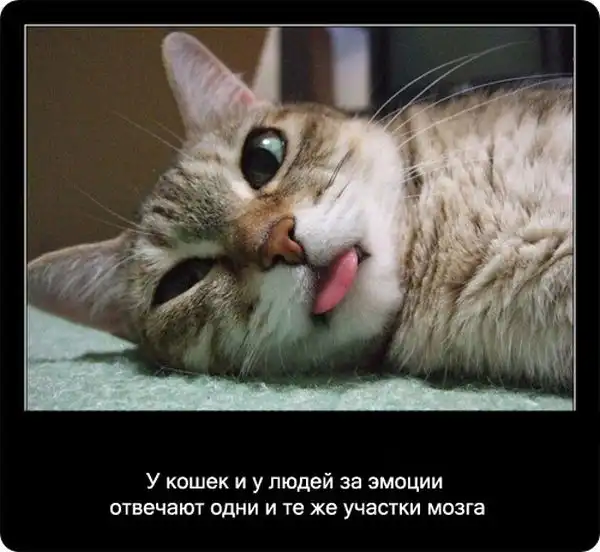 Про кошек Про кошек
