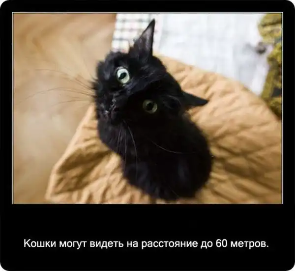 Про кошек Про кошек