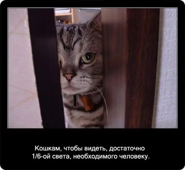 Про кошек Про кошек