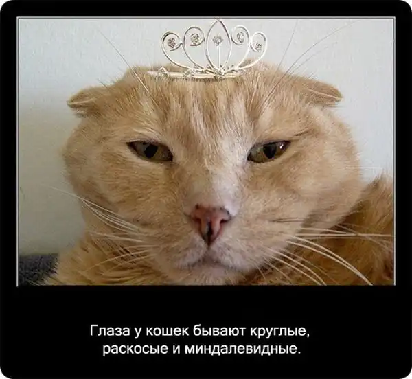 Про кошек Про кошек