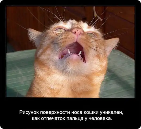Про кошек Про кошек