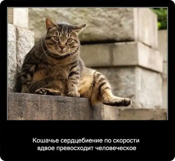 Про кошек Про кошек