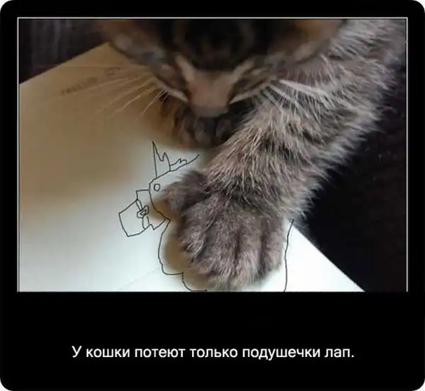Про кошек Про кошек