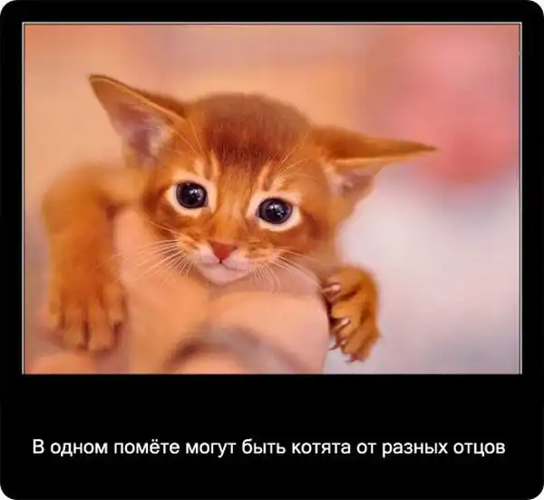 Про кошек Про кошек