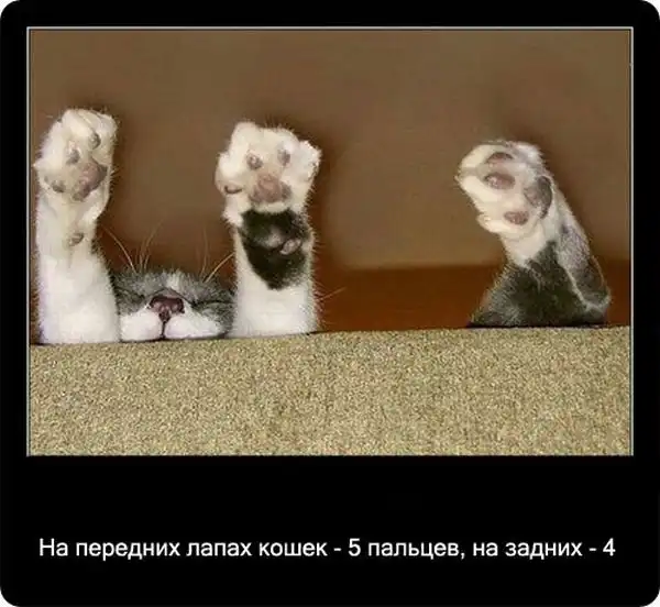 Про кошек Про кошек