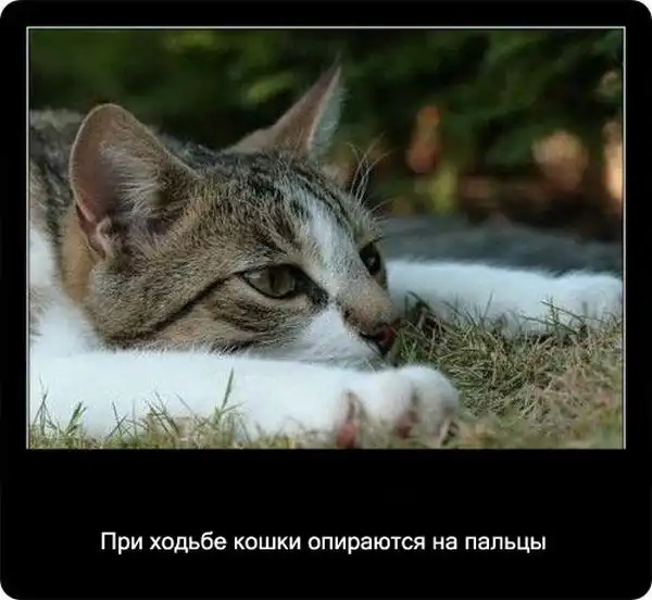 Про кошек Про кошек