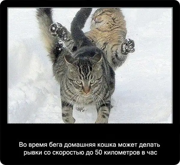 Про кошек Про кошек