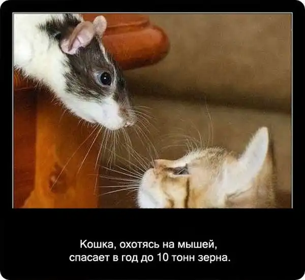Про кошек Про кошек