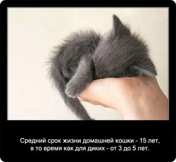 Про кошек Про кошек