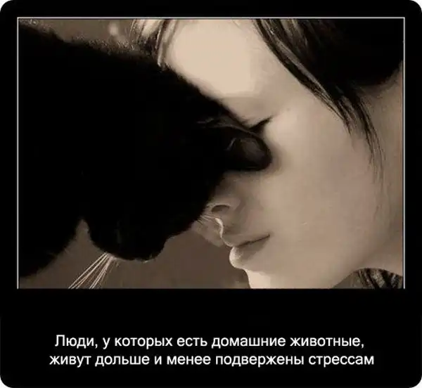 Про кошек Про кошек