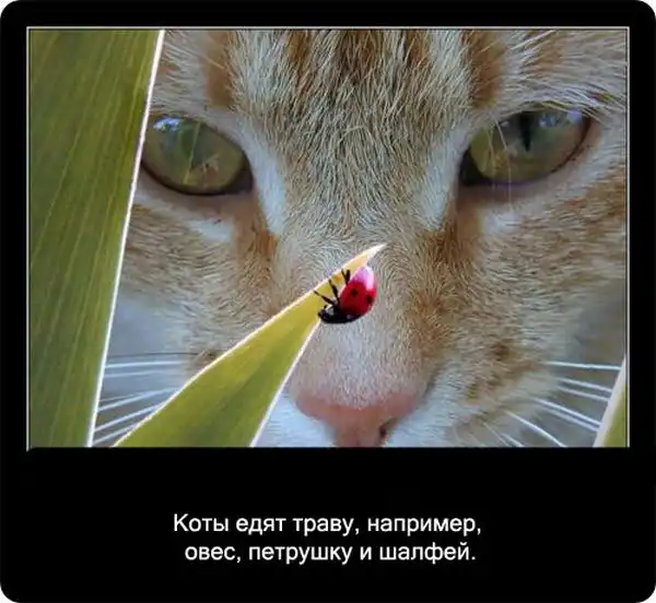 Про кошек Про кошек