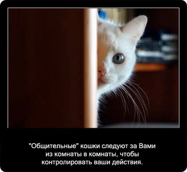 Про кошек Про кошек
