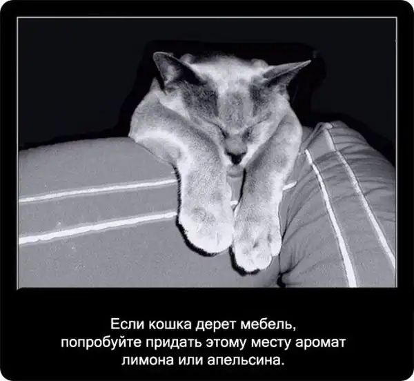 Про кошек Про кошек