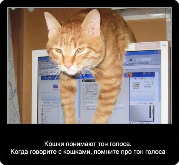 Про кошек Про кошек