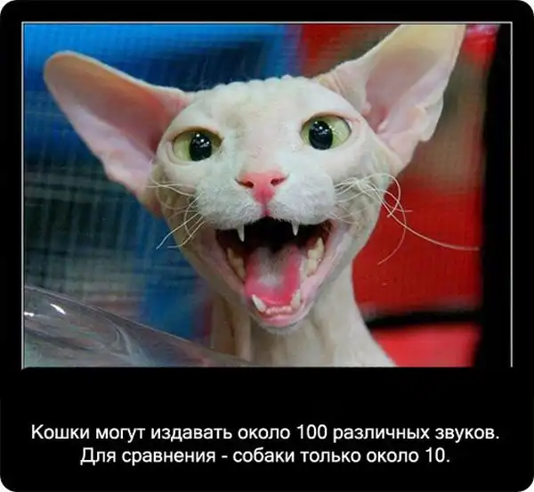 Про кошек Про кошек