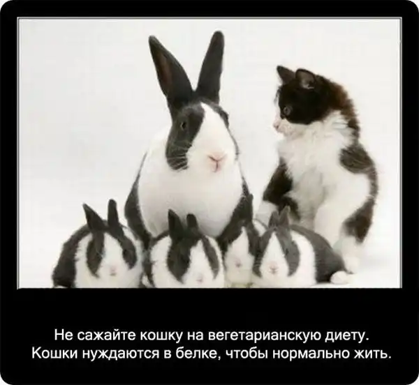 Про кошек Про кошек