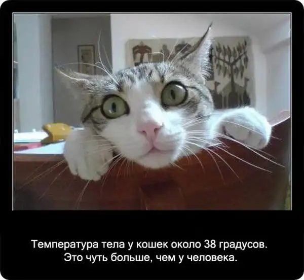 Про кошек Про кошек