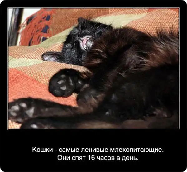 Про кошек Про кошек