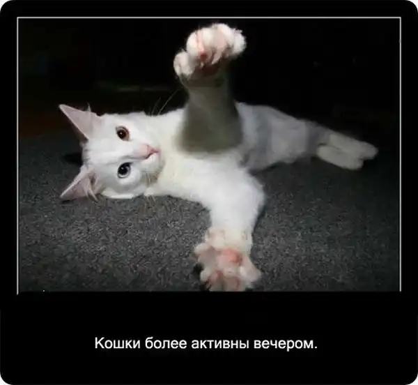 Про кошек Про кошек
