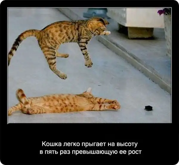 Про кошек Про кошек