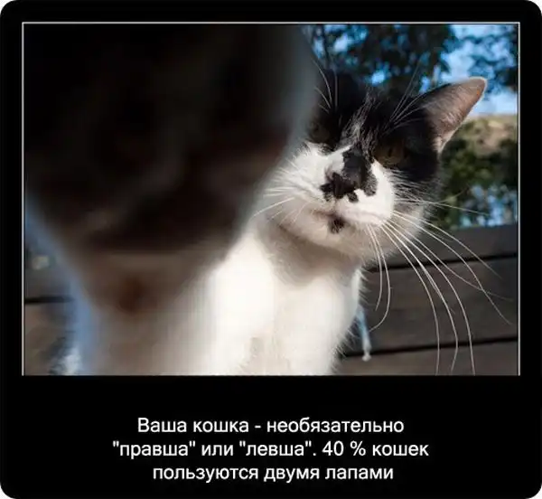 Про кошек Про кошек