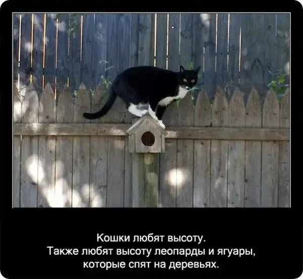 Про кошек Про кошек